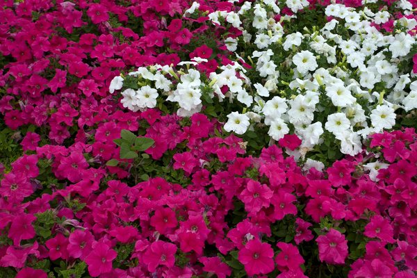 Comment et quand vider une piscine de jardin ?